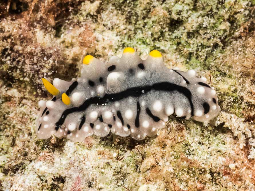 Phyllidia elegans